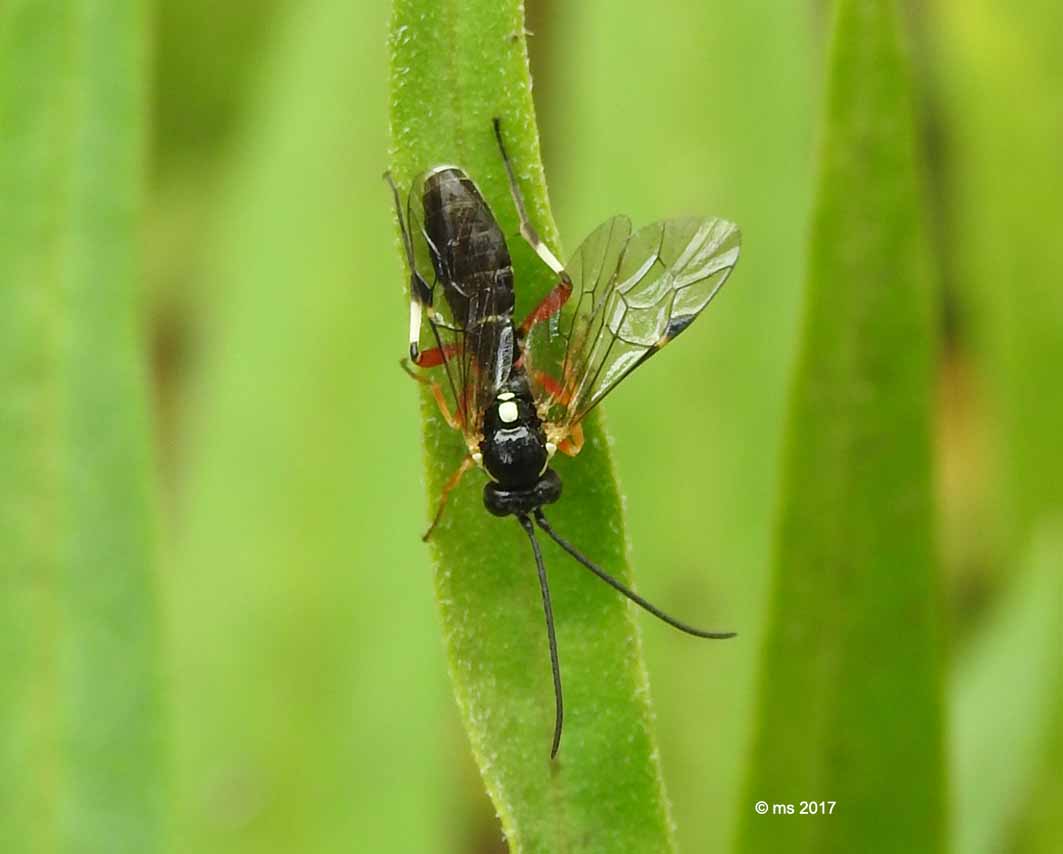 Ichneumonidae: Diplazon cfr. tibiatorius